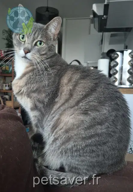 gato lost   59155 Faches-Thumesnil Simba