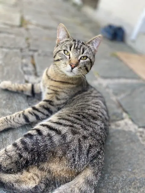 chat lost   59680 Ferrière-la-Grande Simba