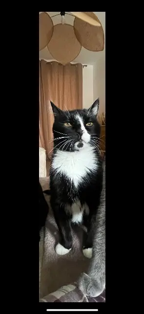 chat perdu 59820 Gravelines Simba chat lost 59820 Gravelines Simba
