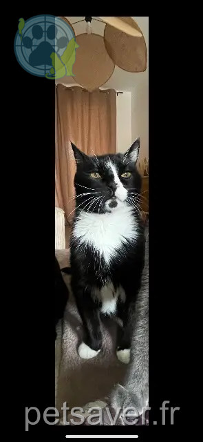cat lost 59820 Gravelines Simba cat lost 59820 Gravelines Simba
