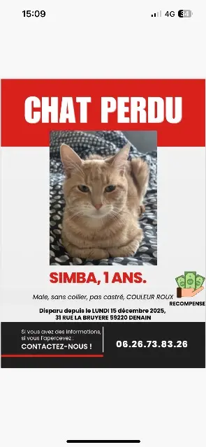 chat lost   59220 Denain Simba