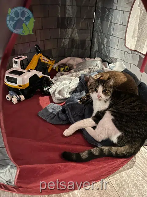 chat lost   59880 Saint-Saulve Simba