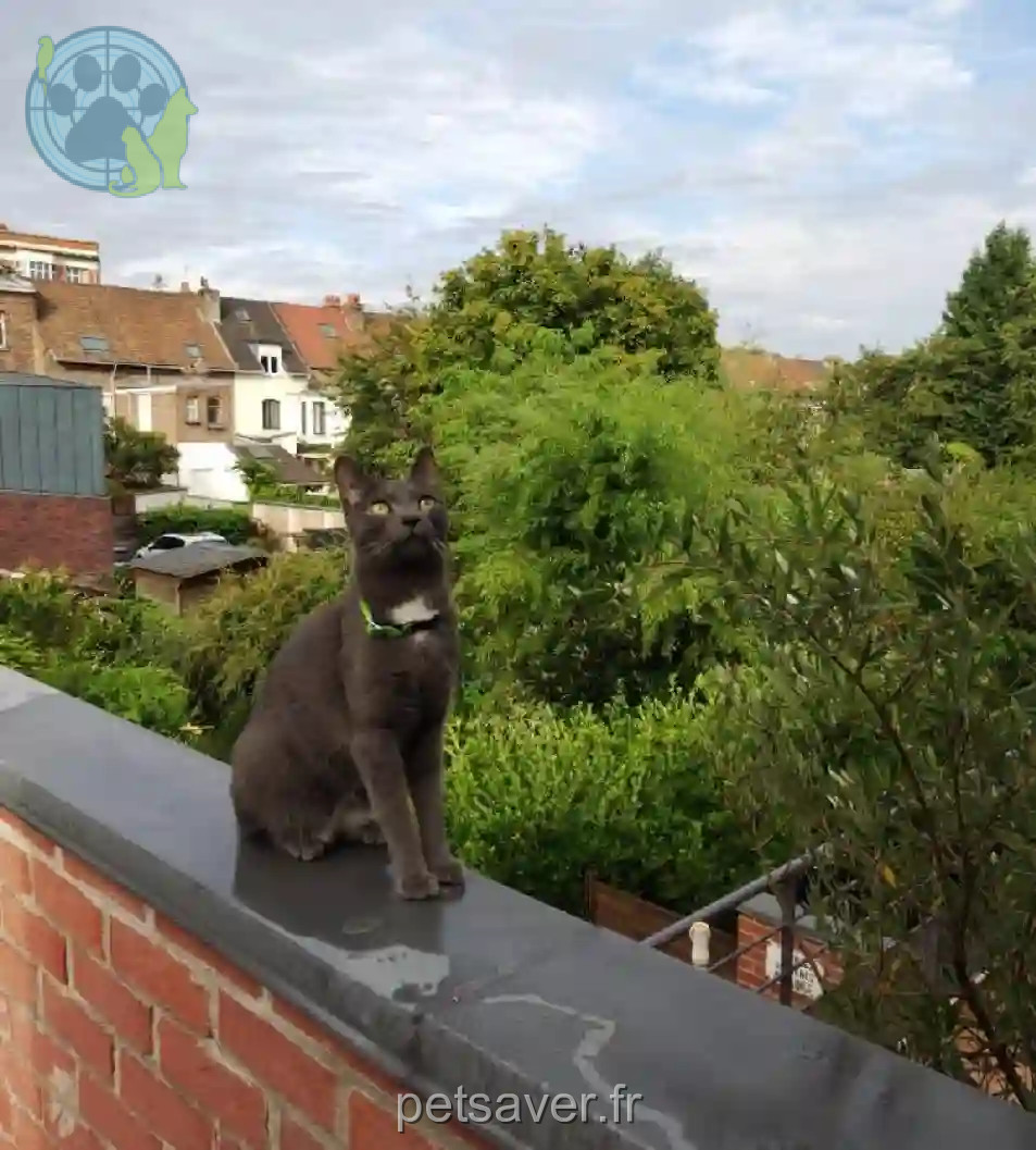 Chat Perdu 59 Nord - Simba Chat Perdu 59 Nord - Simba