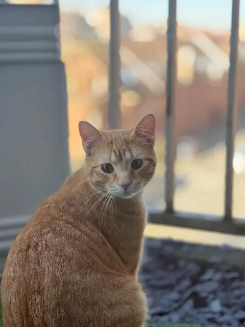 chat lost   59100 Roubaix Simba