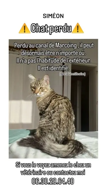 chat perdu 59159 Marcoing Siméon chat lost 59159 Marcoing Siméon