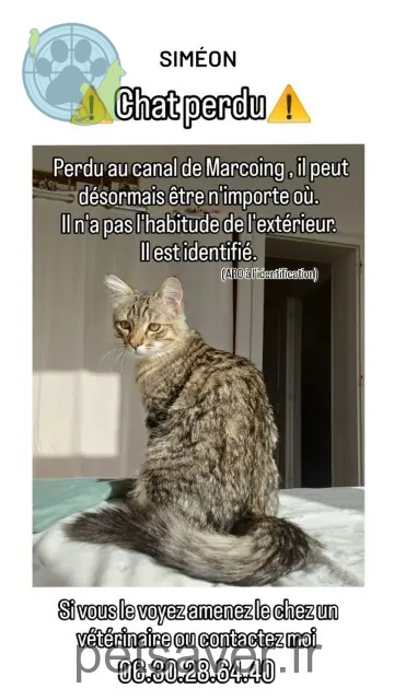 chat perdu 59159 Marcoing Siméon chat lost 59159 Marcoing Siméon