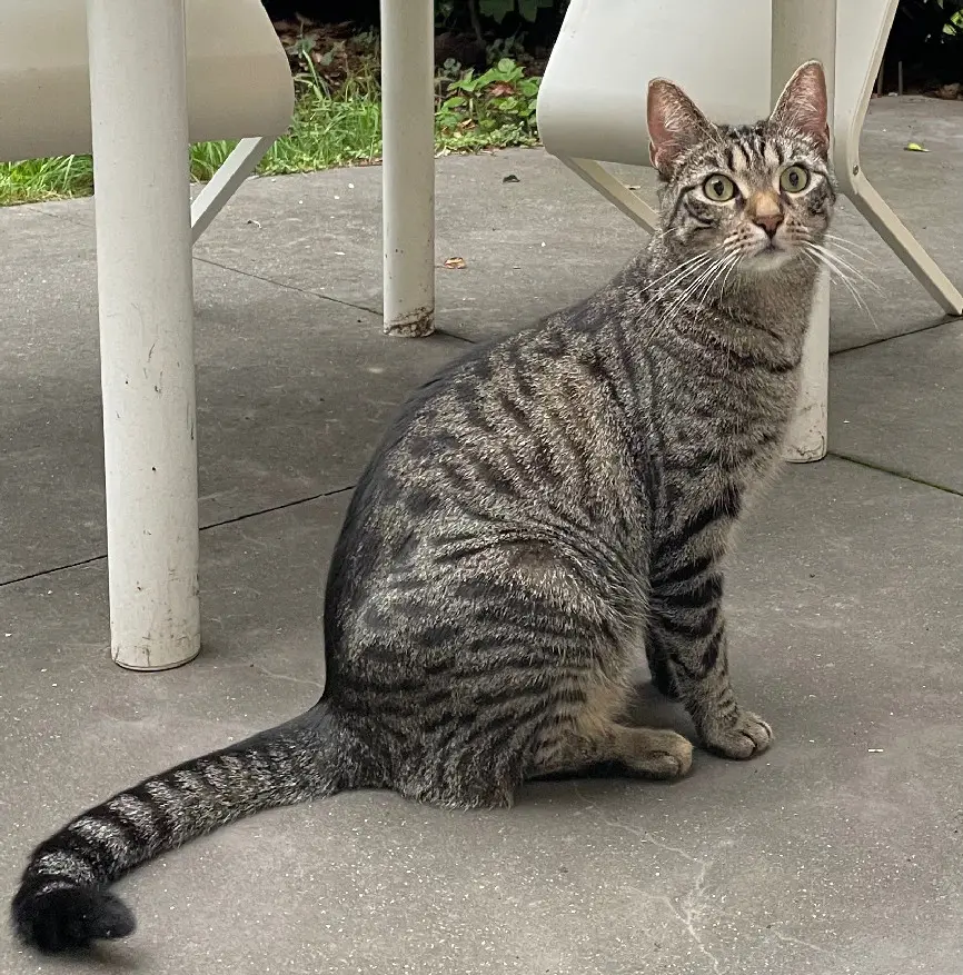 Chat Perdu 59 Nord Chat Perdu 59 Nord