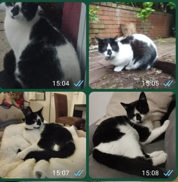 chat lost   59100 Roubaix Slash