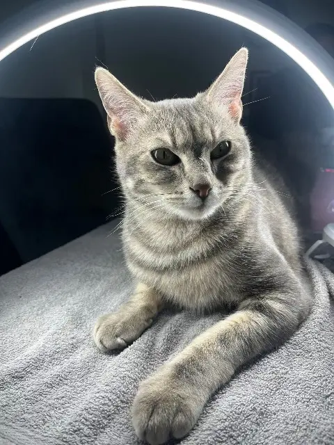 chat lost   59148 Flines-lez-Raches Smoky