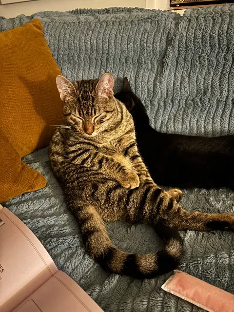chat lost   59560 Comines Smoky