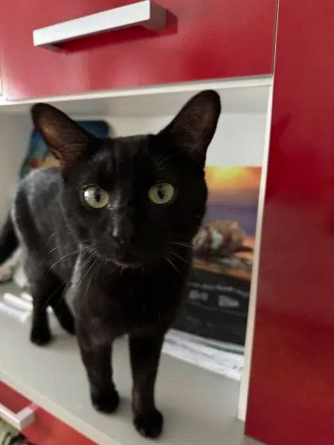 chat lost   59530 Le Quesnoy Sonic