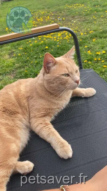 chat lost   59200 Tourcoing Sony