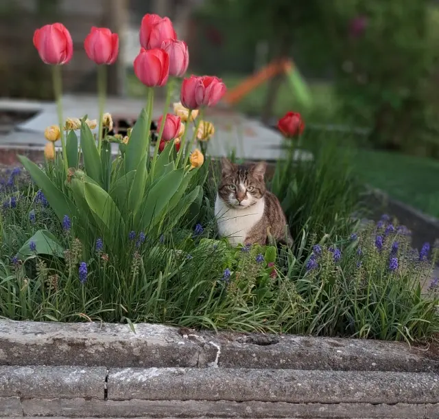 chat lost   59253 La Gorgue Speed