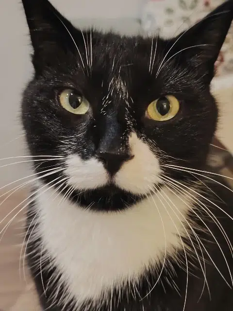 chat lost   59510 Hem Spidey