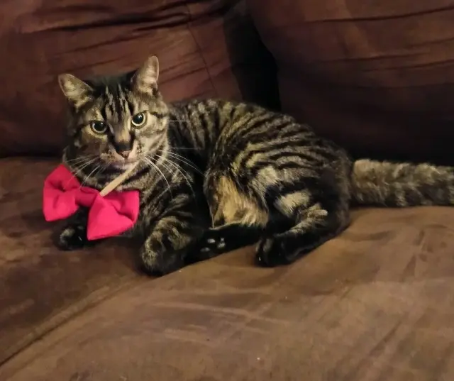 chat lost   59264 Onnaing Spiner