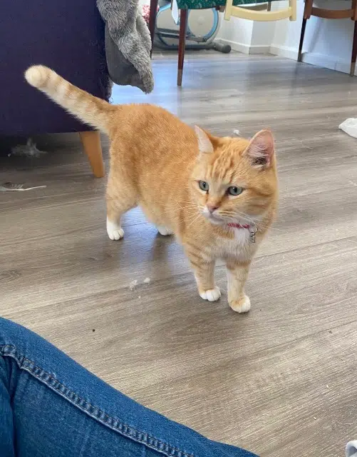 chat lost   59470 Herzeele Sunny