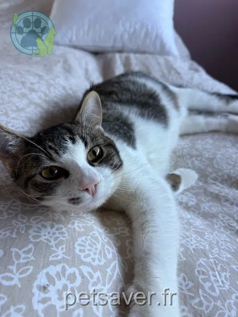 gato lost   59133 Phalempin Sunny