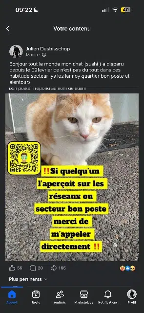 chat lost   59390 Lys-lez-Lannoy Sushi