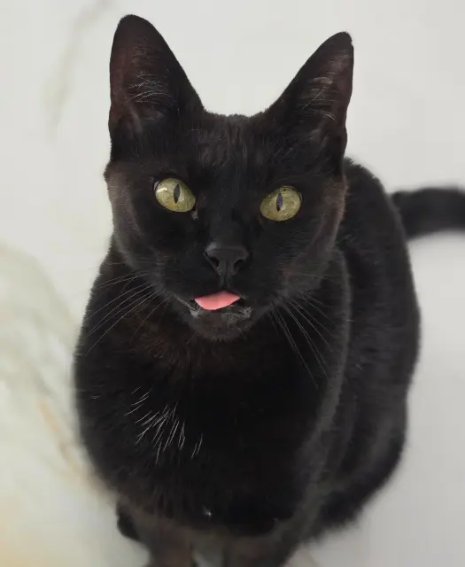 chat lost   59990 Curgies Sushi