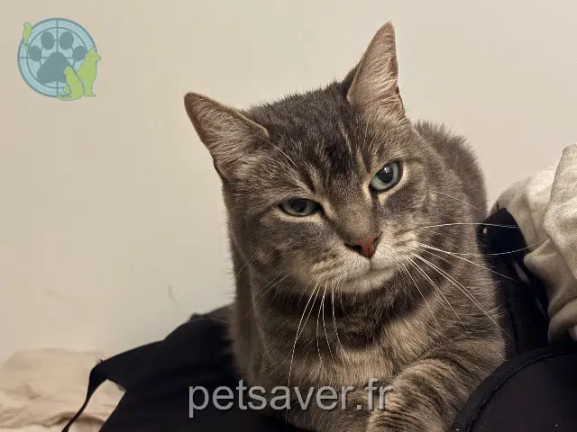 cat lost   59150 Wattrelos Sushi