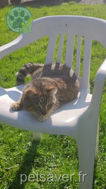 chat perdu 59280 Armentières Symba chat lost 59280 Armentières Symba