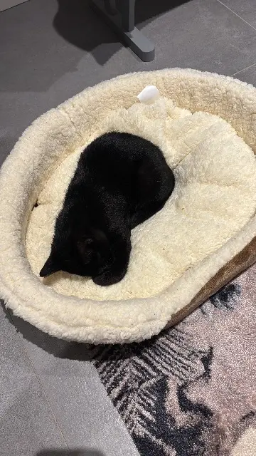 chat lost   59237 Verlinghem Tarzan