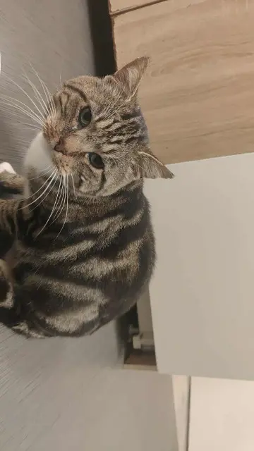 chat lost   59530 Villereau Tertian