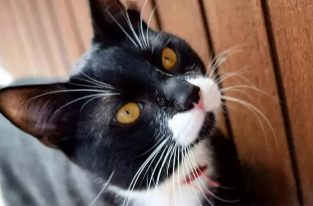 chat lost   59139 Wattignies Thug