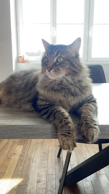 chat lost   59143 Watten Tigrou