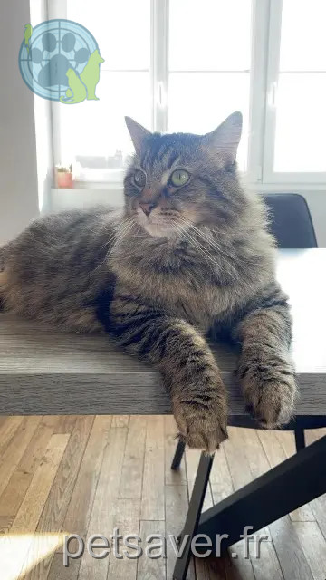 chat perdu 59143 Watten Tigrou chat lost 59143 Watten Tigrou