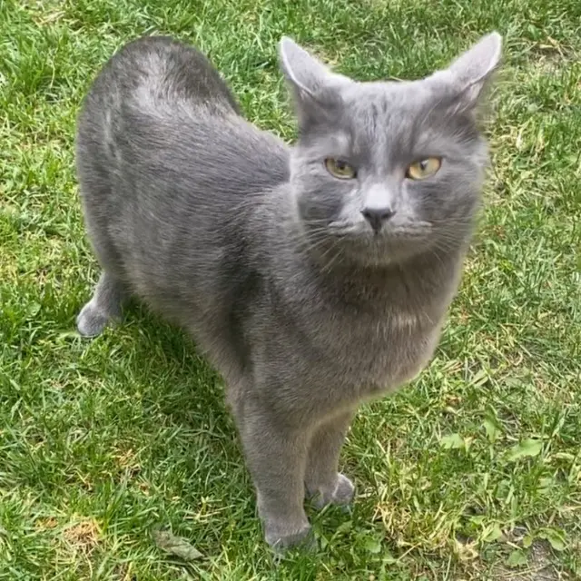 chat lost   59280 Armentières Tigrou