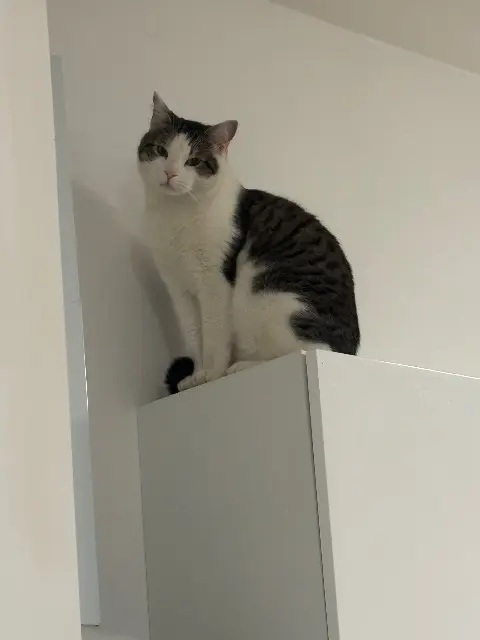 chat lost   59770 Marly Tigrou