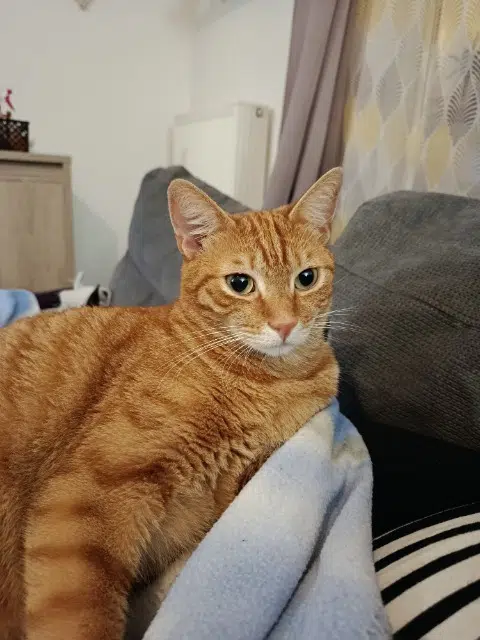 chat lost   59520 Marquette-lez-Lille Timmy