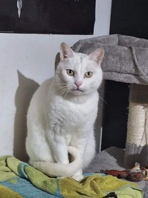 chat lost   59190 Hazebrouck Tipiou