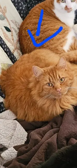 chat lost   59554 Neuville-Saint-Rémy Titch