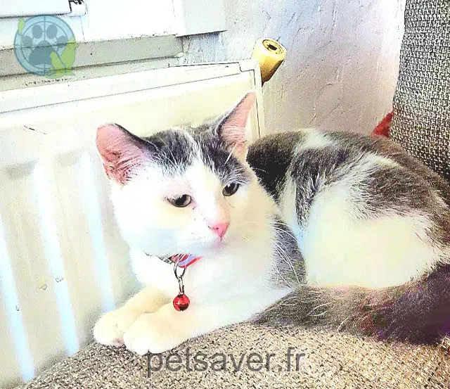 chat lost   59840 Pérenchies Titi