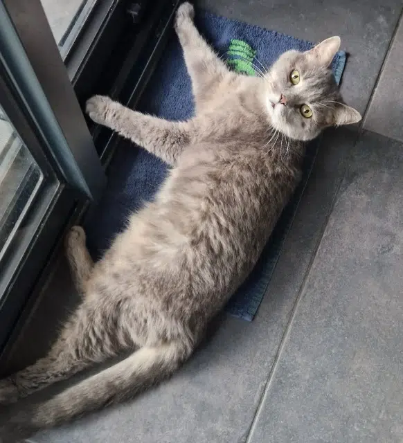 chat lost   59200 Tourcoing Titi