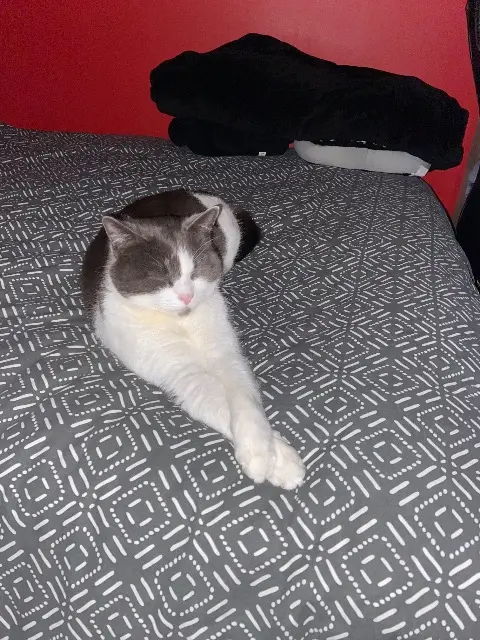 chat lost   59283 Moncheaux Toki