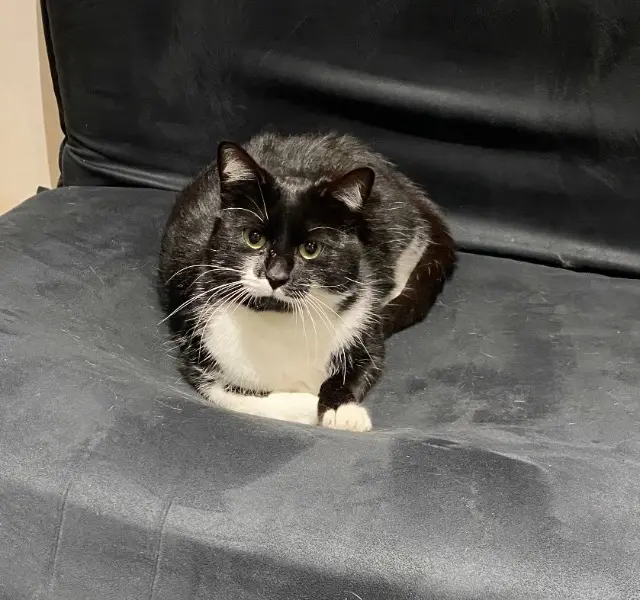 chat lost   59700 Marcq-en-Barœul Tommy