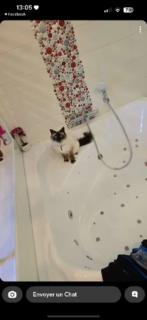 chat lost   59552 Lambres-lez-Douai Topaze