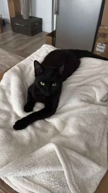 chat lost   59320 Haubourdin TOUK