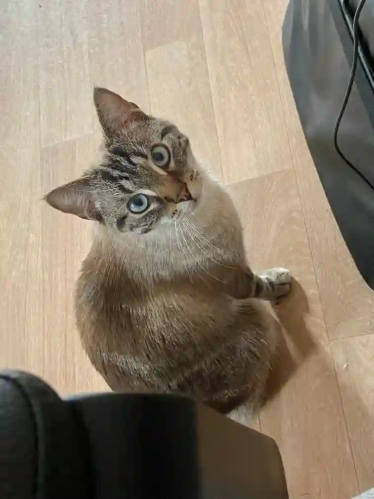 Chat Perdu 59 Nord - Trésor Chat Perdu 59 Nord - Trésor