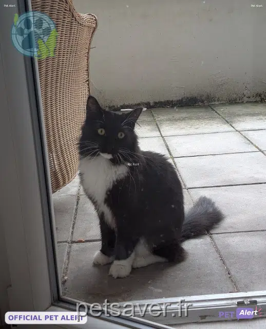 chat lost 59200 Tourcoing Tsitsa