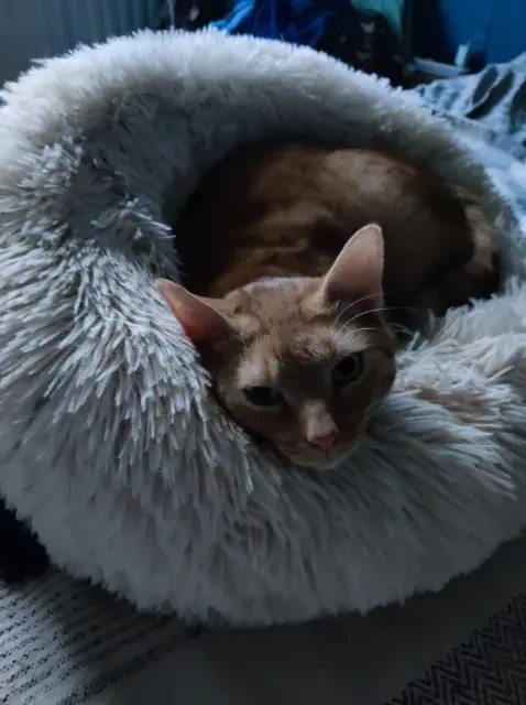 chat lost   59553 Cuincy TWIX