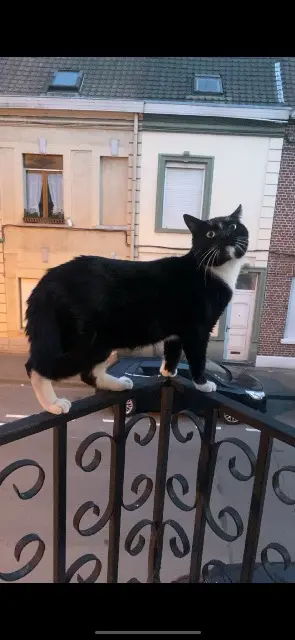 chat lost   59200 Tourcoing Tyson