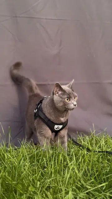 chat lost    Téteghem-Coudekerque-Village Arès