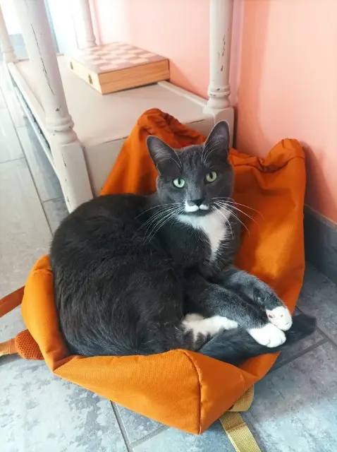 chat lost   59229 Téteghem-Coudekerque-Village Barney