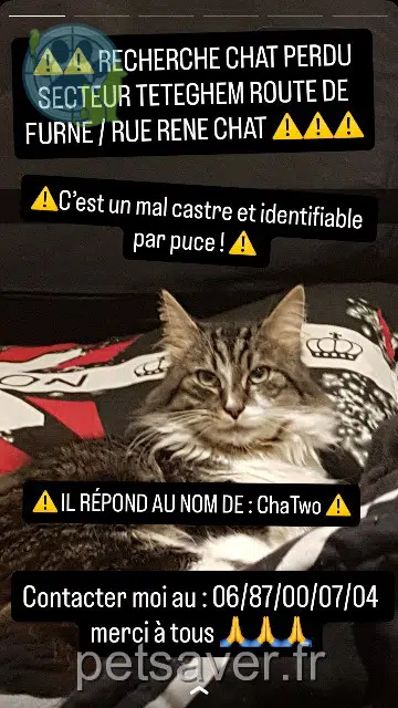 chat perdu Téteghem-Coudekerque-Village Chatwo chat lost Téteghem-Coudekerque-Village Chatwo