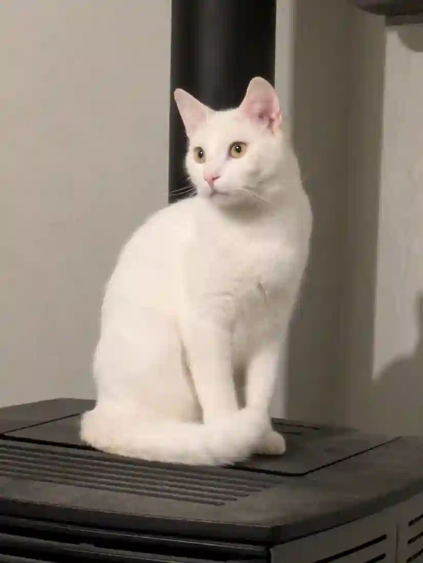 Chat Perdu 59 Nord - Umiko Chat Perdu 59 Nord - Umiko
