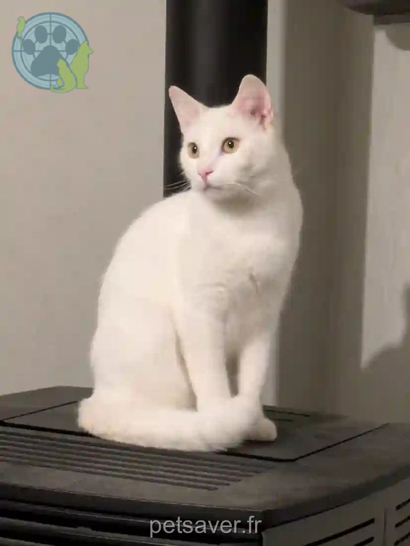 Chat Perdu 59 Nord - Umiko Chat Perdu 59 Nord - Umiko